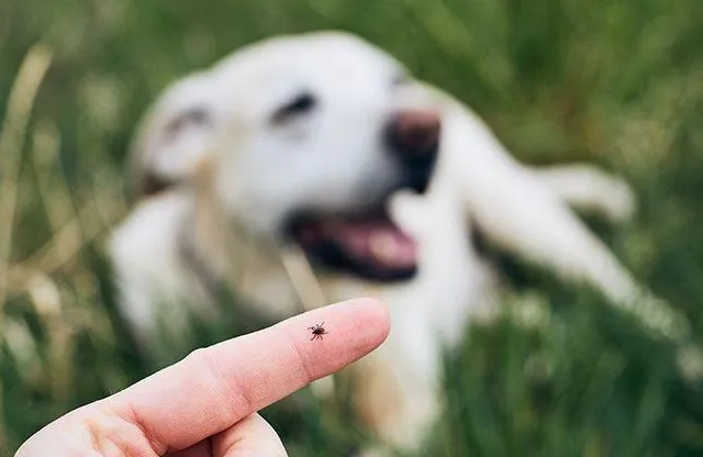 7 Shocking Ways Pests Affect Your Pets — And the Solution