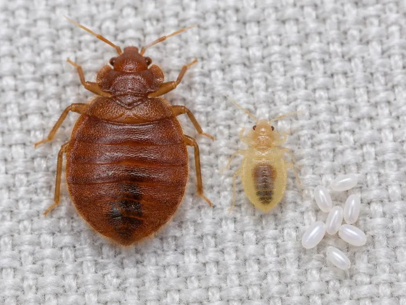 Bed Bugs identification photo — Hello Pest Control