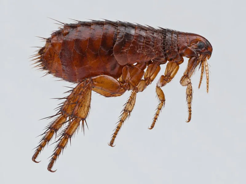 Fleas & Mites identification photo — Hello Pest Control