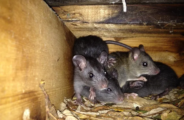 Mice Problem in Pickering or Scarborough? How to Stop Them