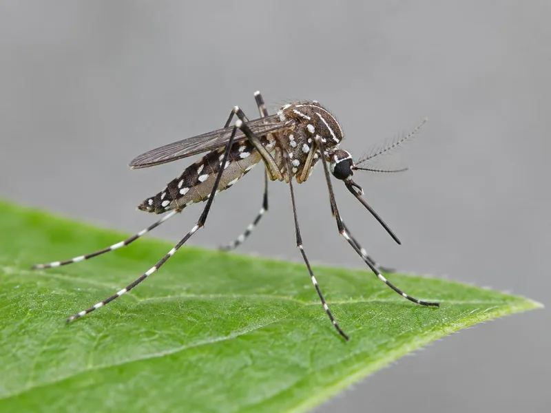 Mosquitoes identification photo — Hello Pest Control