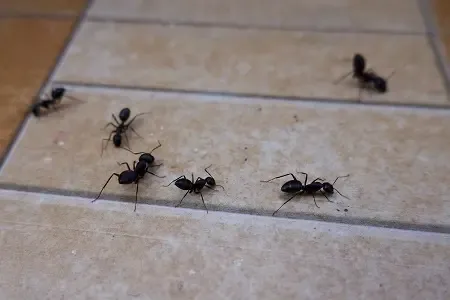 Most People Ignore Ant Removal in Pickering — Big Mistake