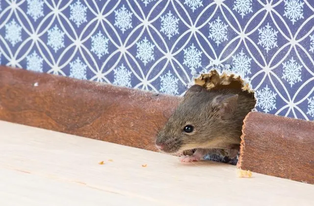 Spotting 1 Mouse Indoors Isn't a Small Problem in Scarborough