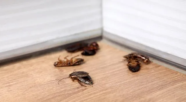 Stop Rodents in Scarborough: 9 Expert Pest Tips
