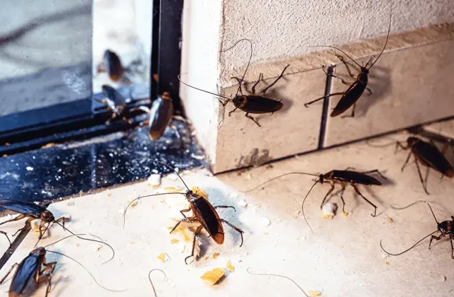 The Most Favorite Season for Cockroaches — And the Solution
