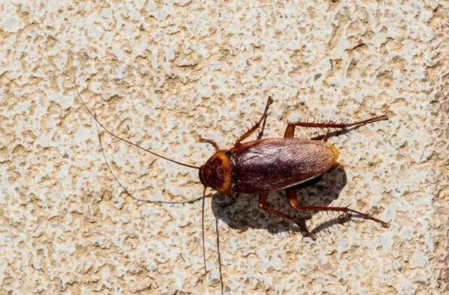 The Proven Ways to End Cockroach Chaos in Scarborough