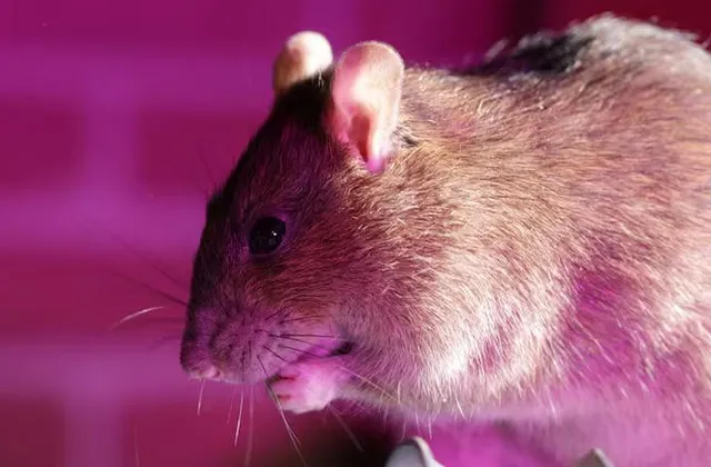What Most People Get Wrong About Rodent Infestations in Your City