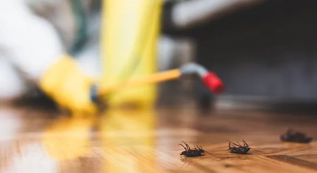 When Is the Best Time to Address Pest Problems?
