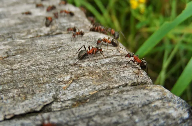 Why Ant Removal in Pickering Is More Important Than Ever