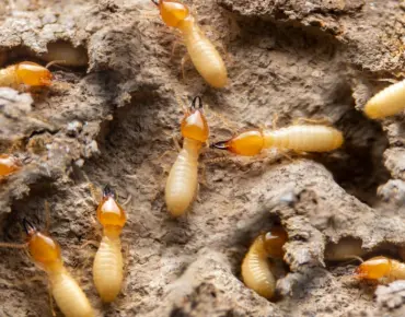 5 Termite Warning Signs Markham Homeowners Miss