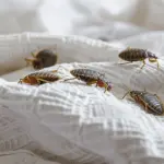 Bed Bugs in Ajax or Oshawa? Fast Removal Tips