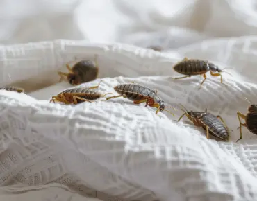 Bed Bugs in Ajax or Oshawa? Fast Removal Tips