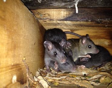 Mice Problem in Pickering or Scarborough? How to Stop Them