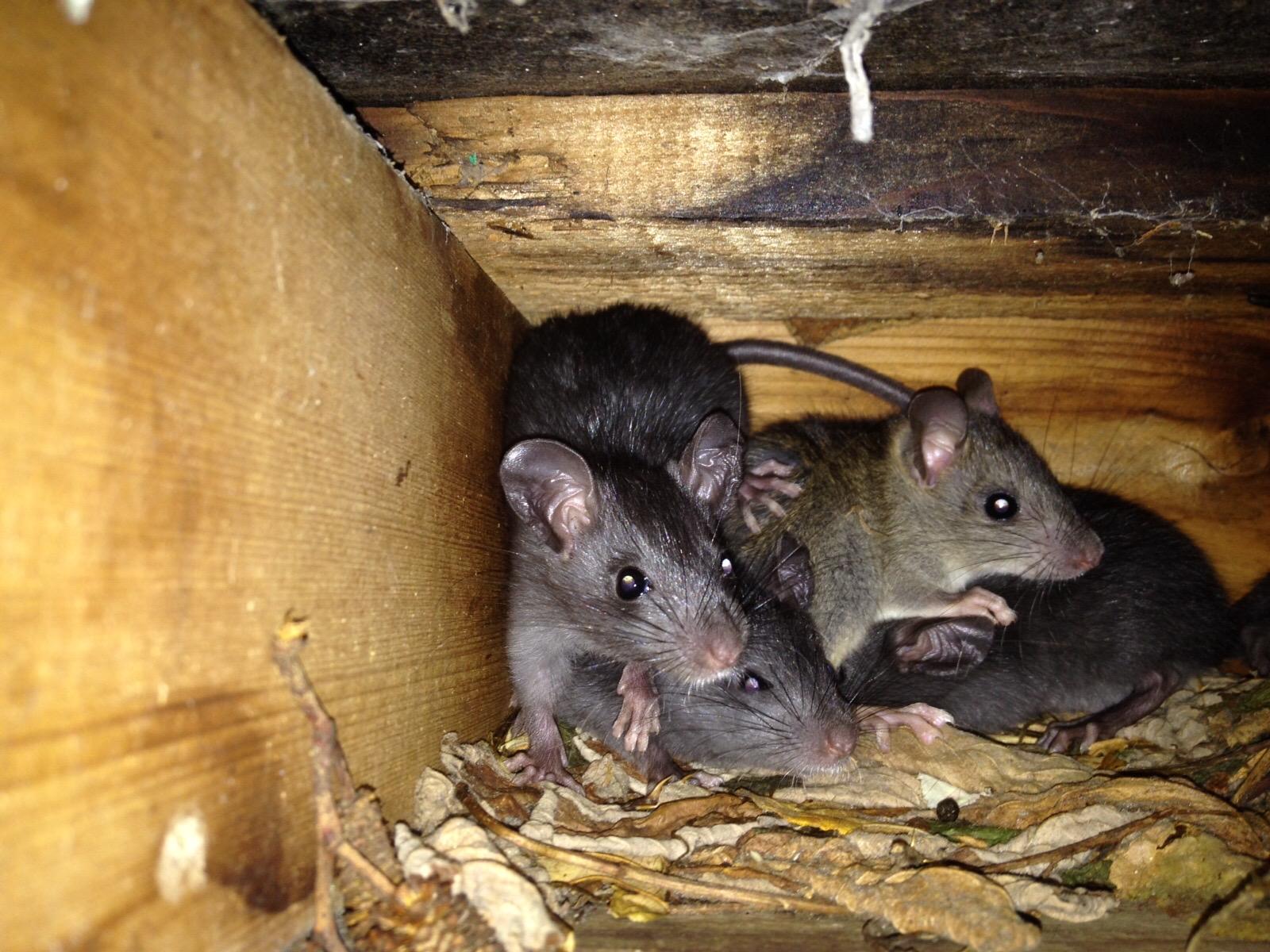 Mice Problem in Pickering or Scarborough? How to Stop Them