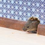Spotting 1 Mouse Indoors Isn’t a Small Problem in Scarborough