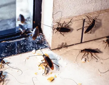 The Most Favorite Season for Cockroaches - And Solution