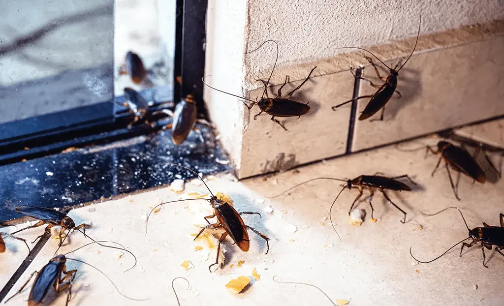 The Most Favorite Season for Cockroaches - And Solution
