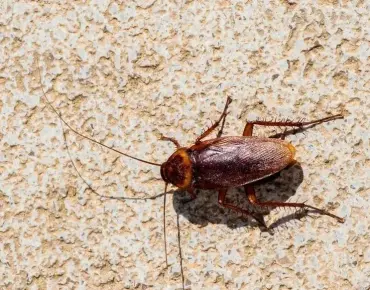 The Proven Ways To End Cockroach Chaos in Scarborough